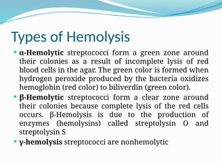 Types of Hemolysis
 α-Hemolytic streptococci form a green zone around
their colonies as a result of incomplete lysis of red
blood cells in the agar. The green color is formed when
hydrogen peroxide produced by the bacteria oxidizes
hemoglobin (red color) to biliverdin (green color).
 β-Hemolytic streptococci form a clear zone around
their colonies because complete lysis of the red cells
occurs. β-Hemolysis is due to the production of
enzymes (hemolysins) called streptolysin O and
streptolysin S
 γ-hemolysis streptococci are nonhemolytic
 