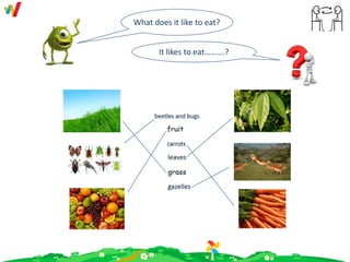 What does it like to eat?
It likes to eat……….?
 