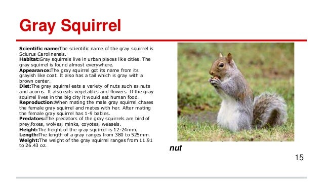 14 tarun, trinav, connor, sai, jason's guidebook