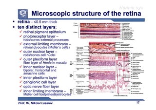 Comprehensive Overview of Human Visual Apparatus and Eye Anatomy | PDF