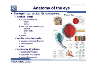 Comprehensive Overview of Human Visual Apparatus and Eye Anatomy | PDF