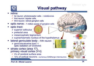 Comprehensive Overview of Human Visual Apparatus and Eye Anatomy | PDF
