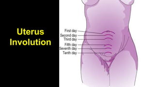 Uterus
Involution
5
 