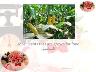 Crops: plants that are grown for food.
‫المحاصيل‬
 