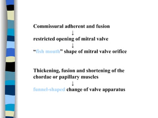 Commissural adherent and fusion  ↓ restricted opening of mitral valve  ↓  “ fish mouth ” shape of mitral valve orifice Thickening, fusion and shortening of the chordae or papillary muscles  ↓ funnel-shaped  change of valve apparatus   