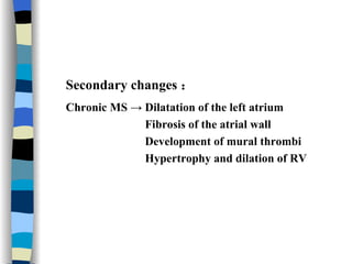 Secondary changes ： Chronic MS -> Dilatation of the left atrium Fibrosis of the atrial wall Development of mural thrombi  Hypertrophy and dilation of RV 