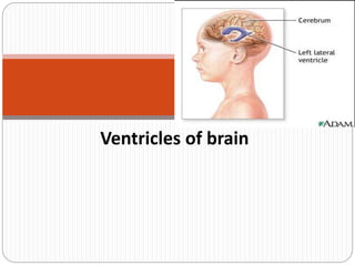 Ventricles of brain
 
