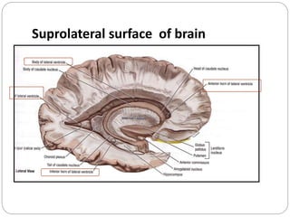 Suprolateral surface of brain
 
