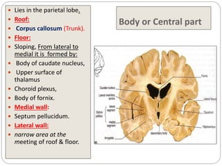 Body or Central part
 Lies in the parietal lobe.
 Roof:
 Corpus callosum (Trunk).
 Floor:
 Sloping, From lateral to
medial it is formed by:
 Body of caudate nucleus,
 Upper surface of
thalamus
 Choroid plexus,
 Body of fornix.
 Medial wall:
 Septum pellucidum.
 Lateral wall:
 narrow area at the
meeting of roof & floor.
 