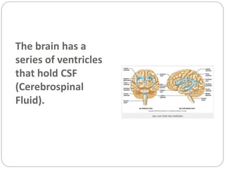 The brain has a
series of ventricles
that hold CSF
(Cerebrospinal
Fluid).
 