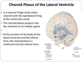 Choroid Plexus of the Lateral Ventricle
 is a vascular fringe of pia mater
covered with the ependymal lining
of the ventricular cavity
 The choroid plexus projects into
the ventricle on its medial aspect

 At the junction of the body of the
lateral ventricle and the inferior
horn, the choroid plexus is
continued into the inferior horn.
 