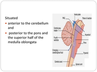 Situated
 anterior to the cerebellum
and
 posterior to the pons and
the superior half of the
medulla oblongata
 