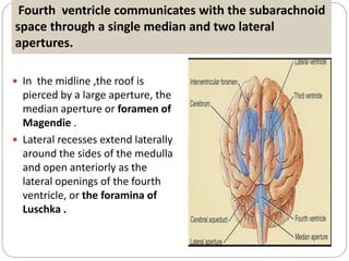 Fourth ventricle communicates with the subarachnoid
space through a single median and two lateral
apertures.
 In the midline ,the roof is
pierced by a large aperture, the
median aperture or foramen of
Magendie .
 Lateral recesses extend laterally
around the sides of the medulla
and open anteriorly as the
lateral openings of the fourth
ventricle, or the foramina of
Luschka .
 