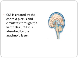 • CSF is created by the
choroid plexus and
circulates through the
ventricles until it is
absorbed by the
arachnoid layer.
 