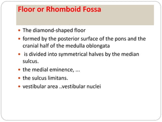 Floor or Rhomboid Fossa
 The diamond-shaped floor
 formed by the posterior surface of the pons and the
cranial half of the medulla oblongata
 is divided into symmetrical halves by the median
sulcus.
 the medial eminence, ...
 the sulcus limitans.
 vestibular area ..vestibular nuclei
 