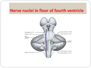 Nerve nuclei in floor of fourth ventricle
 