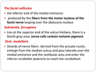 The facial colliculus
 the inferior end of the medial eminence
 produced by the fibers from the motor nucleus of the
facial nerve looping over the abducens nucleus
Substantia ferruginea
 Lies at the superior end of the sulcus limitans, there is a
bluish-gray area, nerve cells contain melanin pigment.
Stria medullaris
 Strands of nerve fibers derived from the arcuate nuclei,
emerge from the median sulcus and pass laterally over the
medial eminence and the vestibular area and enter the
inferior cerebellar peduncle to reach the cerebellum
 