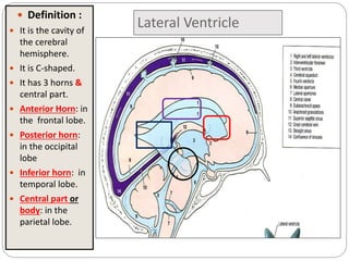 Lateral Ventricle
 Definition :
 It is the cavity of
the cerebral
hemisphere.
 It is C-shaped.
 It has 3 horns &
central part.
 Anterior Horn: in
the frontal lobe.
 Posterior horn:
in the occipital
lobe
 Inferior horn: in
temporal lobe.
 Central part or
body: in the
parietal lobe.
 
