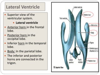 Lateral Ventricle
 Superior view of the
ventricular system.
 Lateral ventricle
 Anterior horn in the frontal
lobe.
 Posterior horn in the
occipital lobe.
 Inferior horn in the temporal
lobe.
 Body: In the parietal lobe.
 The inferior and posterior
horns are connected in the
trigon.
 