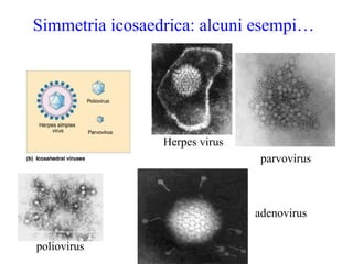 Simmetria icosaedrica: alcuni esempi…




                 Herpes virus
                                 parvovirus



                                adenovirus

poliovirus
 