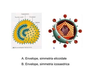 b



A. Envelope, simmetria elicoidale
B. Envelope, simmetria icosaedrica
 