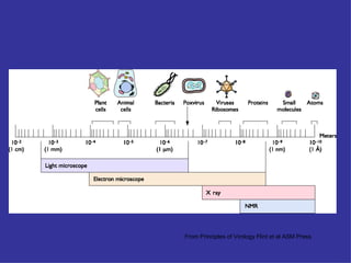 From Principles of Virology Flint et al ASM Press
 