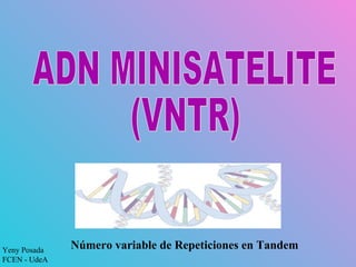 Número variable de Repeticiones en TandemYeny Posada
FCEN - UdeA
 