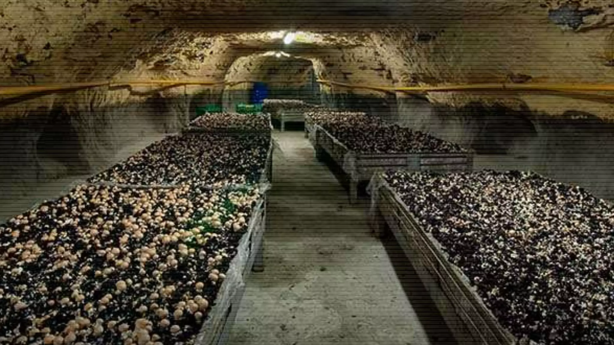 Павло Вржещ. Як розвивати в компанії креативну культуру