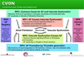 WP2: Vascular Dysfunction Causes AF - Hypoxia-induced Signaling Effects on fibroblasts and myocytes - AF substrates in Models of Atrial Ischemia WP1: AF Causes Vascular Dysfunction - Tachycardia-induced Signaling Effects on fibroblasts and endothelial cells  - Vascular Dysfunction in models of AF WP3: Common Cause for AF and Vascular Dysfunction - Metabolic Stimuli for signaling in myocytes, fibroblasts and endothelial cells - AF substrates in Models of Metabolic Disorders Atrial Fibrillation Vascular Dysfunction WP5 AF Registry Electrical  Versus Vascular  Markers for Prediction of AF  Progression WP6 Clinical Trial Prevention of AF Progression  By Direct Thrombin Inhibitors WP4: AF Promotion by Thrombin generation - Mechanisms of hypercoagulation in AF (extrinsic, intrinsic, role of endothelial cells) - Pro-artherosclerotic and pro-fibrotic effects of thrombin 
