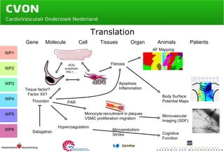 Translation Gene  Molecule  Cell  Tissues  Organ  Animals  Patients WP1 WP2 WP3 WP4 WP5 WP6 Thrombin ROS, endothelin, PAI-1, … Microvascular Imaging (SDF) Fibrosis Cognitive Function Hypercoagulation Monocyte recruitment in plaques VSMC proliferation migration Apoptosis Inflammation Microembolism Stroke Body Surface Potential Maps AF Mapping Tissue factor? Factor XII? PAR Dabigatran 