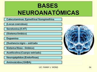 BASES
NEUROANATÓMICAS




     LIC .FANNY J WONG   54
 