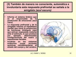 (3) También de manera no consciente, automática e
    involuntaria esta respuesta prefrontal se señala a la
                  amigdala (azul oscuro)

•   Informa al sistema límbico que
    es el responsable de la
    producción de emociones (azul
    claro).
•   La respuesta prefrontal y de la
    amigdala informa al hipotálamo
    (verde) que inicia la producción
    de hormonas (triángulo rojo)
    que activan respuestas motoras
    ante el estímulo, lo que produce
    por     ejemplo,    determinadas
    configuraciones del rostro y
    expresiones faciales.
•   Incidirán en los sistemas
    endocrino     cuyas     acciones
    químicas retroalimentaran el
    estado del cuerpo y del cerebro.


                             LIC .FANNY J WONG              91
 