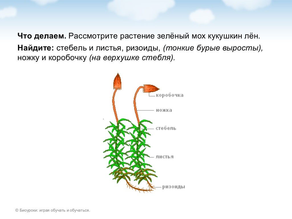 Рассмотрите изображение растений ламинария сфагнум паслен черный подпишите их названия под