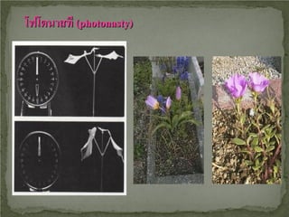 โฟโตนาสที (photonasty)

 