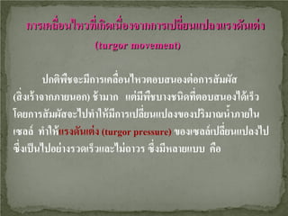 การเคลือนไหวทีเ่ กิดเนื่องจากการเปลียนแปลงแรงดันเต่ ง
่
่
(turgor movement)
ปกติพชจะมีการเคลือนไหวตอบสนองต่ อการสั มผัส
ื
่
(สิ่ งเร้ าจากภายนอก) ช้ ามาก แต่ มีพชบางชนิดทีตอบสนองได้ เร็ว
ื
่
โดยการสั มผัสจะไปทําให้ มีการเปลียนแปลงของปริมาณนําภายใน
่
้
เซลล์ ทําให้ แรงดันเต่ ง (turgor pressure) ของเซลล์ เปลียนแปลงไป
่
ซึ่งเป็ นไปอย่ างรวดเร็วและไม่ ถาวร ซึ่งมีหลายแบบ คือ

 