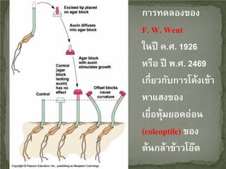 การทดลองของ
F. W. Went
ในปี ค.ศ. 1926
หรือ ปี พ.ศ. 2469
เกี่ยวกับการโค้งเข้า
หาแสงของ
เยื่อหุ้มยอดอ่อน
(coleoptile) ของ
ต้นกล้าข้าวโอ๊ต

 
