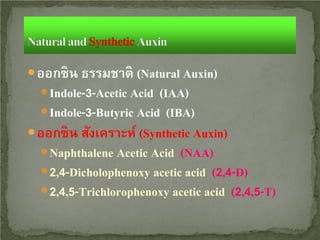  ออกซิน ธรรมชาติ (Natural Auxin)
 Indole-3-Acetic Acid (IAA)
 Indole-3-Butyric Acid (IBA)
 ออกซิน สังเคราะห์ (Synthetic Auxin)
 Naphthalene Acetic Acid (NAA)
 2,4-Dicholophenoxy acetic acid (2,4-D)
 2,4,5-Trichlorophenoxy acetic acid (2,4,5-T)

 