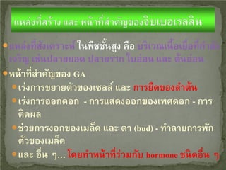 แหล่งที่สงเคราะห์ ในพืชชันสูง คือ บริเวณเนื้ อเยื่อที่กาลัง
ั
้
ํ

เจริญ เช่นปลายยอด ปลายราก ใบอ่อน และ ต้นอ่อน
 หน้ าที่สาคัญของ GA
ํ
 เร่งการขยายตัวของเซลล์ และ การยืดของลําต้น
 เร่งการออกดอก - การแสดงออกของเพศดอก - การ
ติดผล
 ช่วยการงอกของเมล็ด และ ตา (bud) - ทําลายการพัก
ตัวของเมล็ด
 และ อื่น ๆ… โดยทําหน้ าที่ร่วมกับ hormone ชนิดอื่น ๆ

 