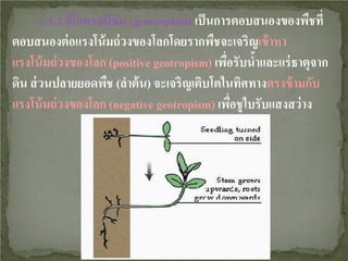 1.1.2 จีโอทรอปิ ซึม (geotropism) เป็ นการตอบสนองของพืชที่
ตอบสนองต่ อแรงโน้ มถ่ วงของโลกโดยรากพืชจะเจริญเข้ าหา
แรงโน้ มถ่ วงของโลก (positive geotropism) เพือรับนําและแร่ ธาตุจาก
่
้
ดิน ส่ วนปลายยอดพืช (ลําต้ น) จะเจริญเติบโตในทิศทางตรงข้ ามกับ
แรงโน้ มถ่ วงของโลก (negative geotropism) เพือชูใบรับแสงสว่ าง
่

 