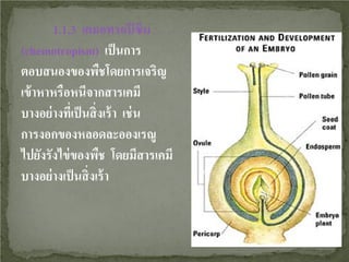 1.1.3 เคมอทรอปิ ซึม
(chemotropism) เป็ นการ
ตอบสนองของพืชโดยการเจริญ
เข้ าหาหรือหนีจากสารเคมี
บางอย่ างทีเ่ ป็ นสิ่ งเร้ า เช่ น
การงอกของหลอดละอองเรณู
ไปยังรังไข่ ของพืช โดยมีสารเคมี
บางอย่ างเป็ นสิ่ งเร้ า

 