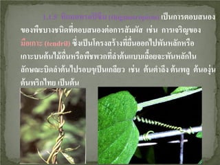 1.1.5 ทิกมอทรอปิ ซึม (thigmotropism) เป็ นการตอบสนอง
ของพืชบางชนิดทีตอบสนองต่ อการสั มผัส เช่ น การเจริญของ
่
มือเกาะ (tendril) ซึ่งเป็ นโครงสร้ างทียนออกไปพันหลักหรือ
่ ื่
เกาะบนต้ นไม้ อนหรือพืชพวกทีลาต้ นแบบเลือยจะพันหลักใน
ื่
่ํ
้
ลักษณะบิดลําต้ นไปรอบๆเป็ นเกลียว เช่ น ต้ นตําลึง ต้ นพลู ต้ นองุ่น
ต้ นพริกไทย เป็ นต้ น

 