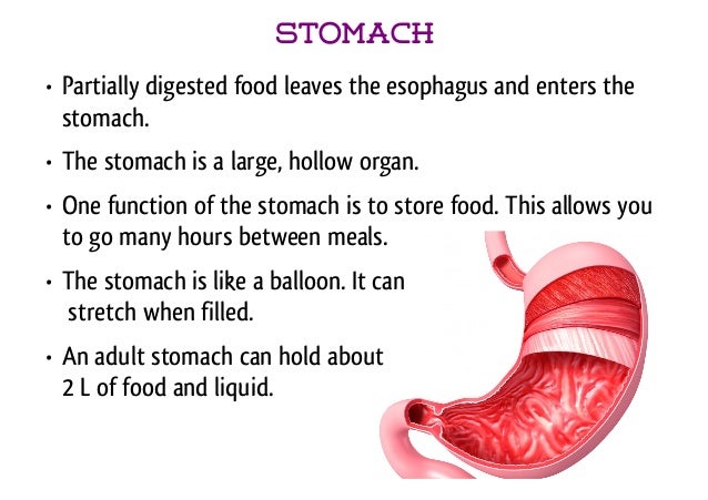 digestion and stomach digestion and stomach