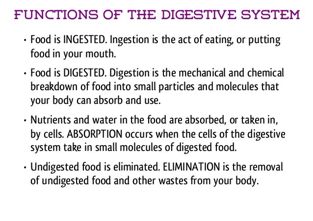 Digestive System