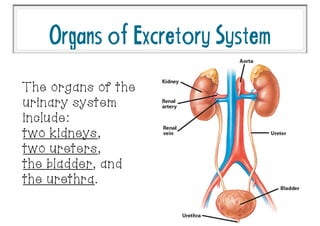 OrgansofExcretorySystem
The organs of the
urinary system
include:
two kidneys,
two ureters,
the bladder, and
the urethra.
 