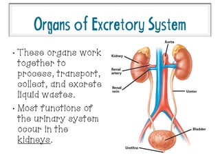 OrgansofExcretorySystem
•
These organs work
together to
process, transport,
collect, and excrete
liquid wastes.
•
Most functions of
the urinary system
occur in the
kidneys.
 