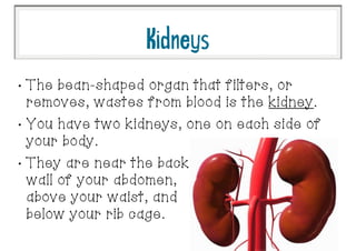 Kidneys
•
The bean-shaped organ that filters, or
removes, wastes from blood is the kidney.
•
You have two kidneys, one on each side of
your body.
•
They are near the back
wall of your abdomen,
above your waist, and
below your rib cage.
 