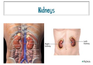 Kidneys
 