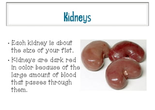•
Each kidney is about
the size of your fist.
•
Kidneys are dark red
in color because of the
large amount of blood
that passes through
them.
Kidneys
 