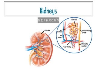 Kidneys
Nephrons
 