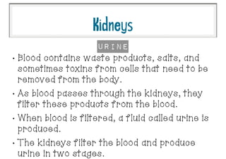 •
Blood contains waste products, salts, and
sometimes toxins from cells that need to be
removed from the body.
•
As blood passes through the kidneys, they
filter these products from the blood.
•
When blood is filtered, a fluid called urine is
produced.
•
The kidneys filter the blood and produce
urine in two stages.
Urine
Kidneys
 